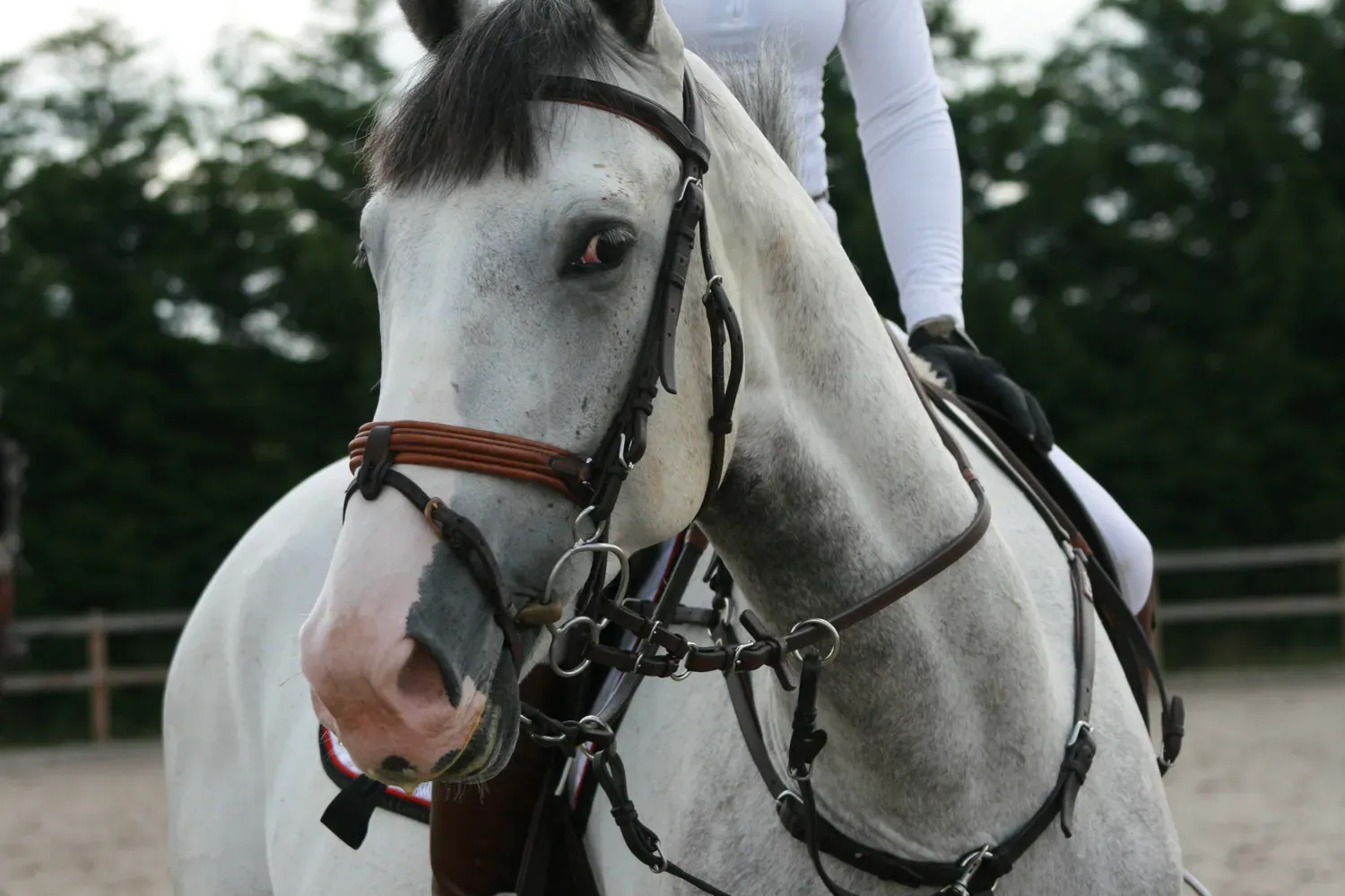 A grey horse seen close up under saddle