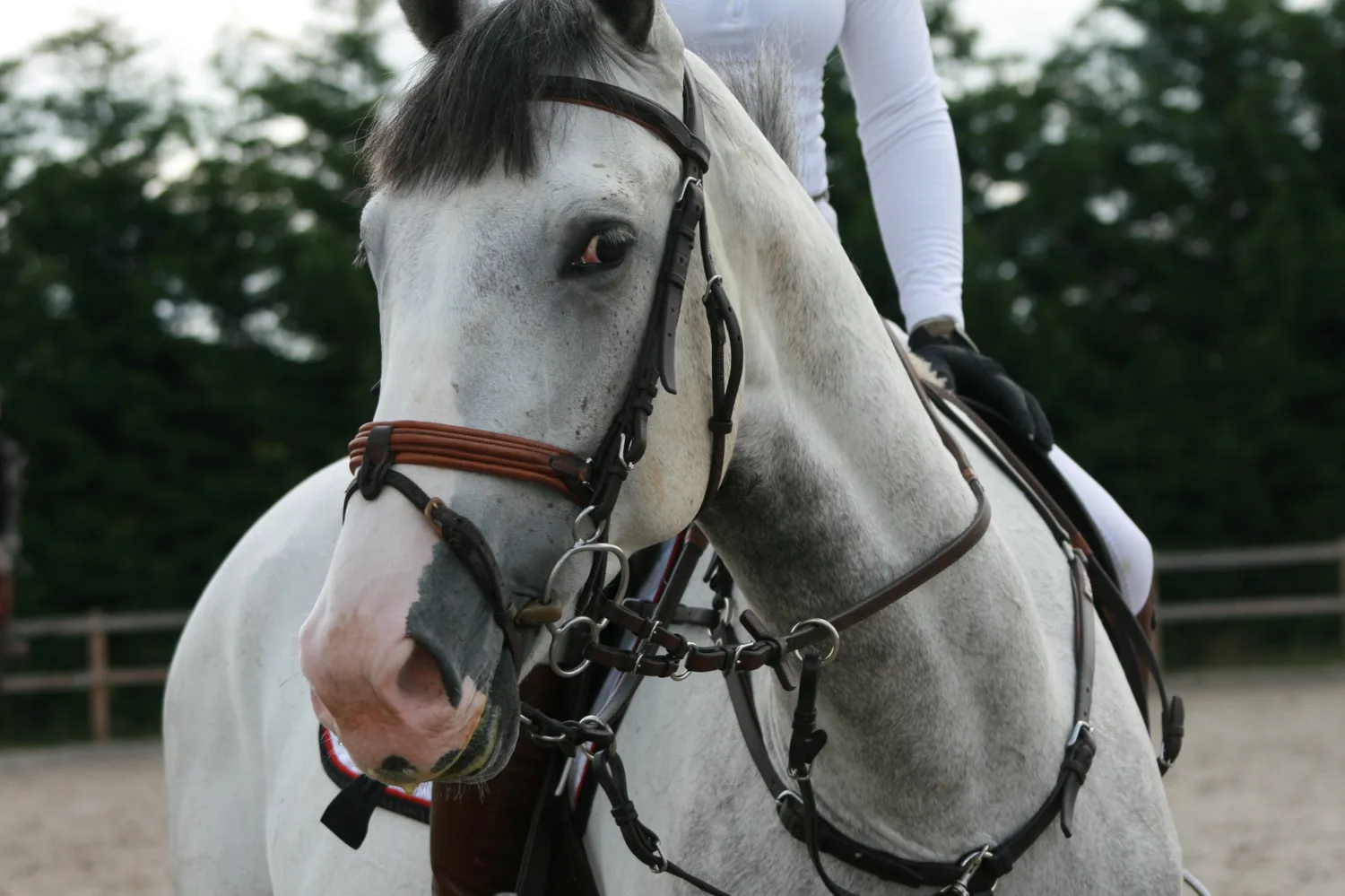 Close-up of a grey horse in its bridle