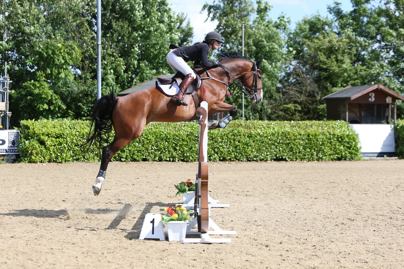 A bay horse at full stretch over an upright in the sand arena
