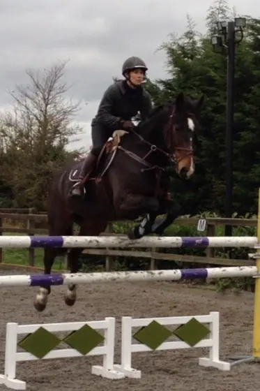 A bay jumping in the indoor arena