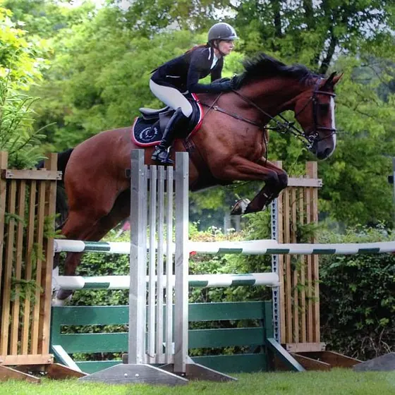 A bay jumping an upright beside the hedge