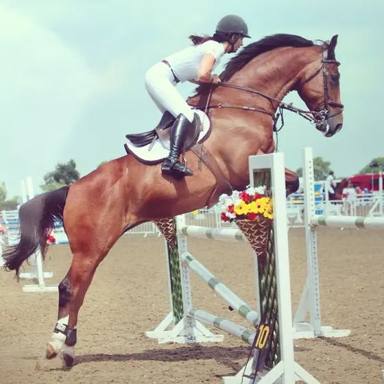A chestnut jumping an upright