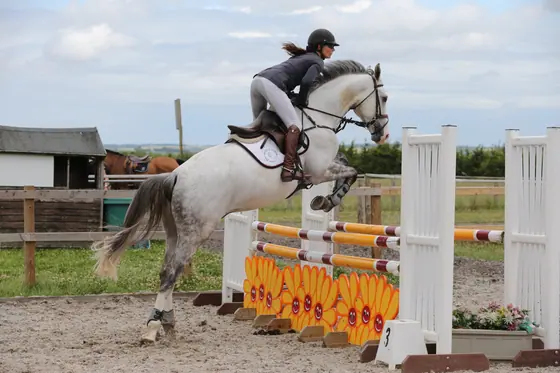 A grey jumping over a yellow filler