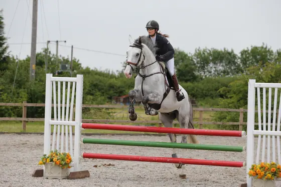 A grey jumping a red and green upright