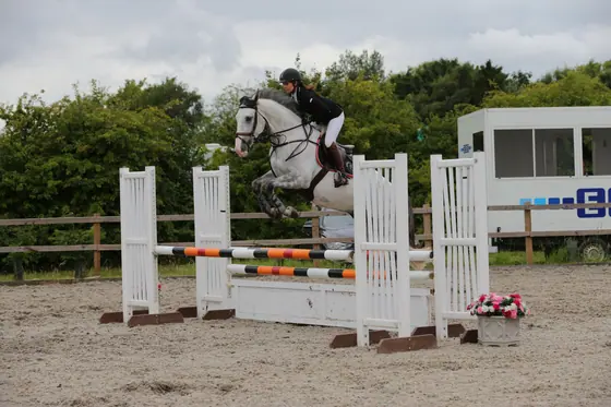 A grey jumping a white upright