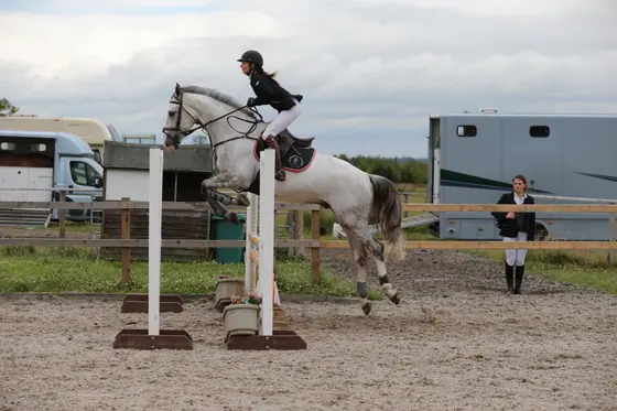 A grey jumping an upright, lorries behind