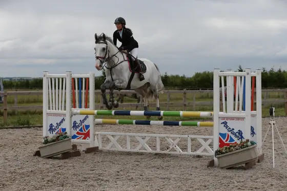 A grey jumping a white oxer