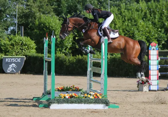 A bay jumping a green and white upright