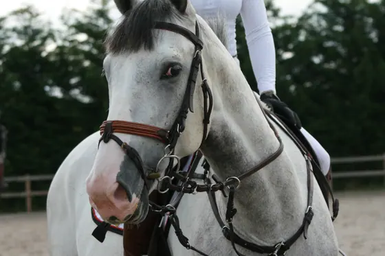 Close-up of a grey under saddle