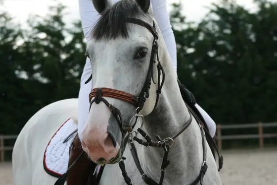 Close-up of a grey in its bridle