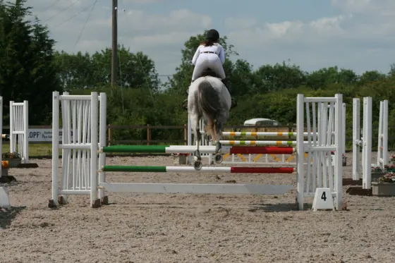 A grey jumping an upright, seen head on
