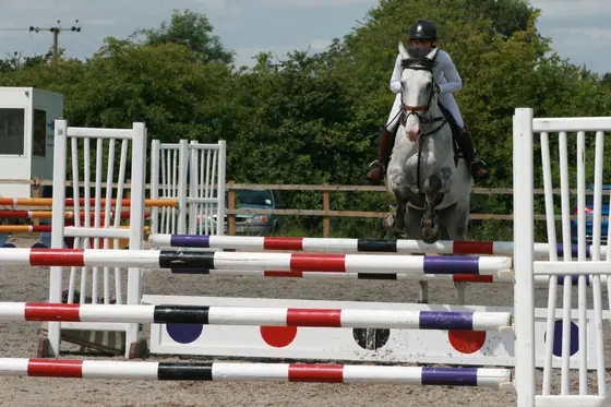 A grey jumping a spotted oxer, seen head on