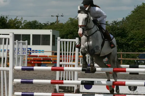 A grey jumping an oxer, seen head on