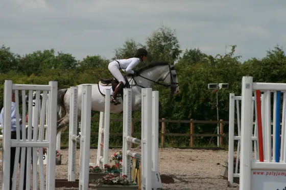A grey jumping between white wings