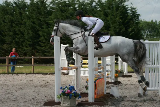 A grey jumping a white oxer, legs tucked up