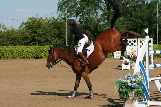 A rider cantering a bay in the sand arena
