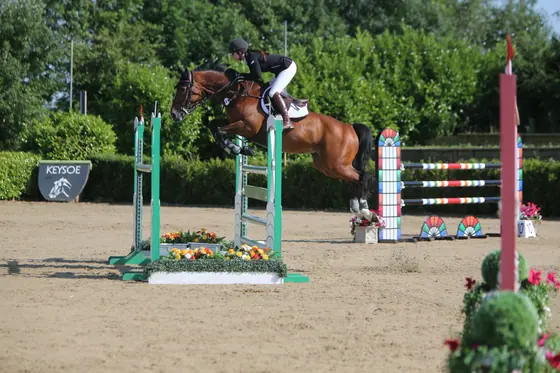 A bay jumping a green upright