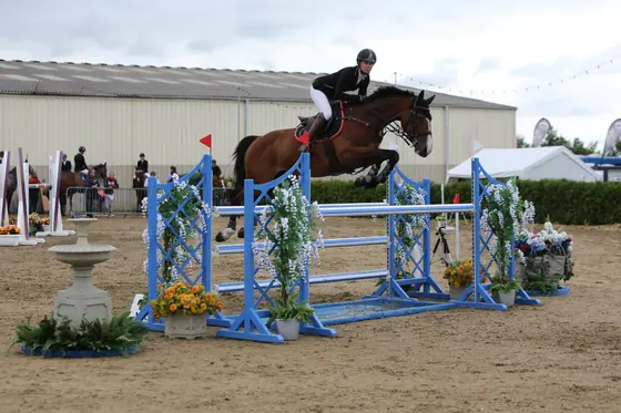 A bay jumping a blue fence dressed with flowers