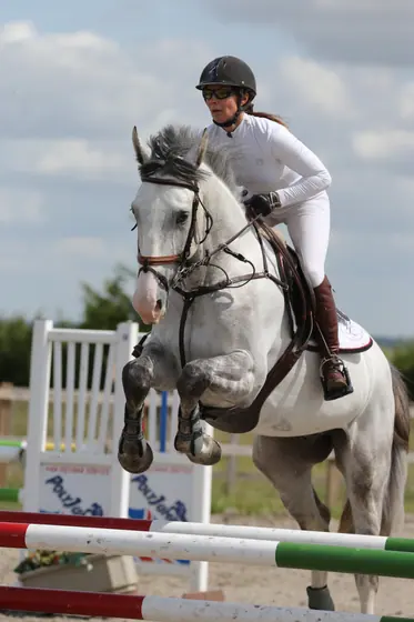 A grey jumping a red and white upright, seen head on