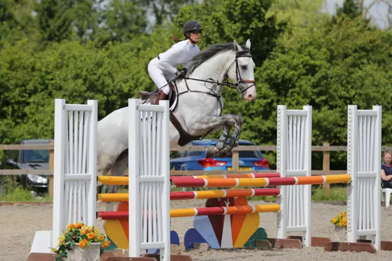 A grey jumping a colourful oxer
