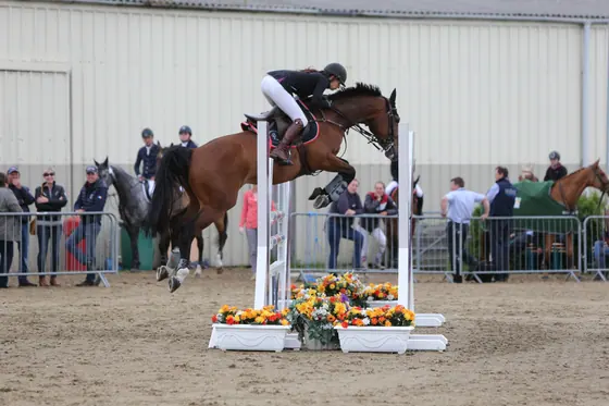 A bay jumping an upright in front of spectators