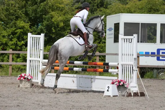 A grey jumping a white upright decorated with flowers