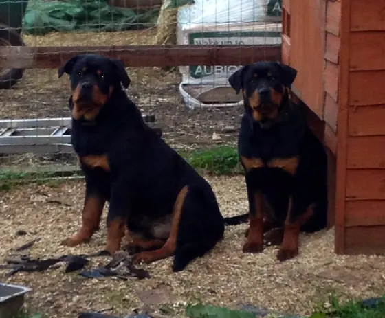 Two Rottweilers sitting outside the stables