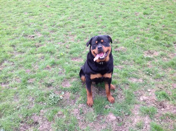 A Rottweiler sitting on the grass