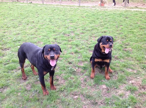 Two Rottweilers on the grass