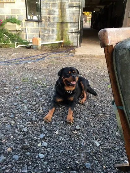 A Rottweiler lying on the gravel by the stables