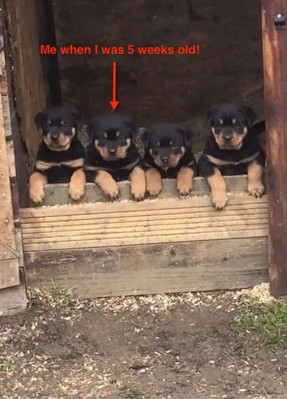 A row of Rottweiler puppies peering out