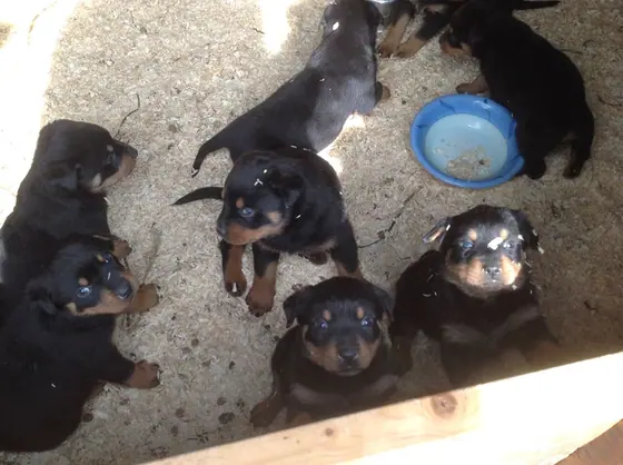 Rottweiler puppies round the water bowl