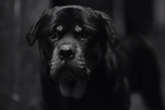 A Rottweiler in black and white