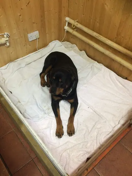 A Rottweiler in its bed