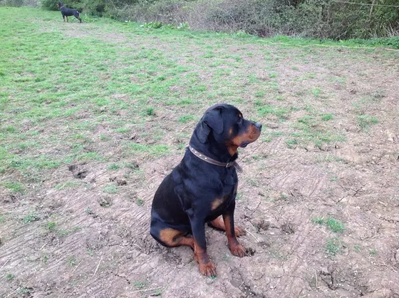 A Rottweiler sitting in the field