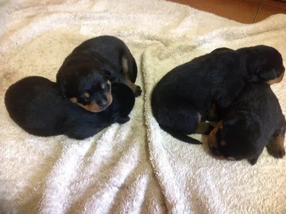 Puppies asleep on a blanket