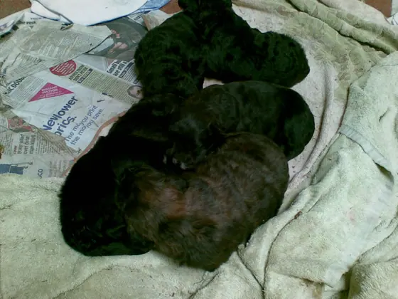 Newborn puppies asleep on a towel