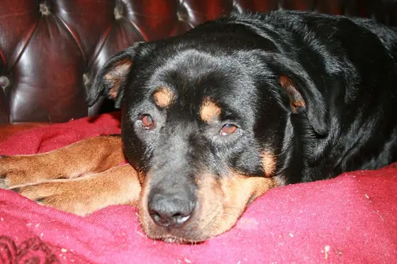 A Rottweiler resting on a red cushion