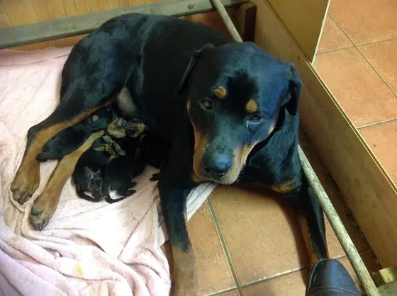A Rottweiler with her puppies on a blanket