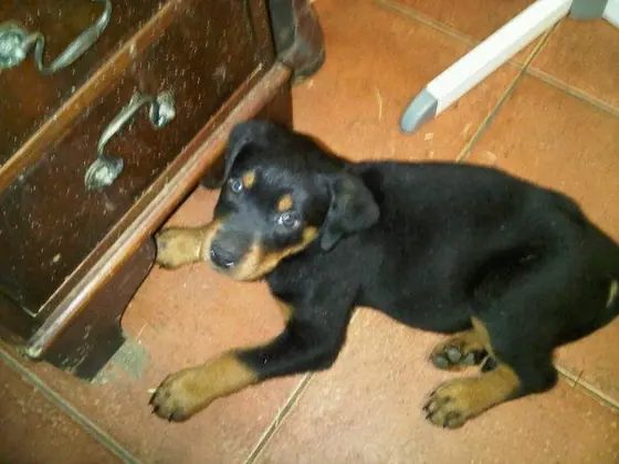 A Rottweiler puppy lying on the floor