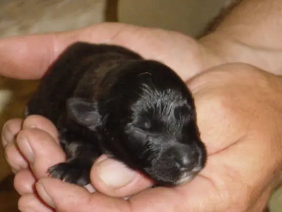 A newborn puppy held in two hands