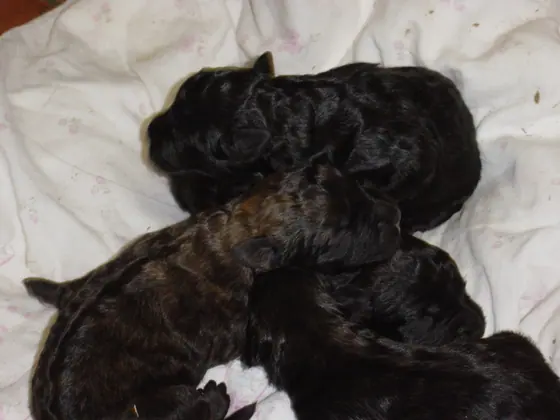 Rottweiler puppies asleep on a blanket