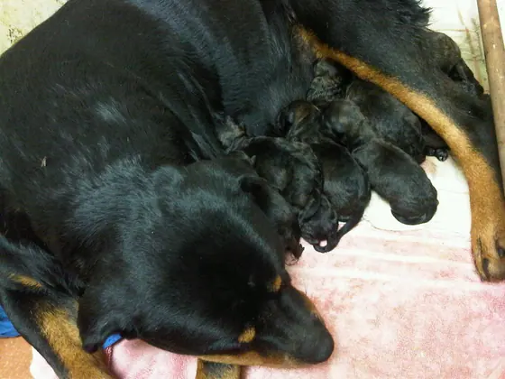 A Rottweiler with her newborn puppies