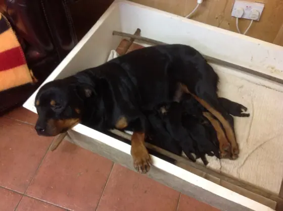 A Rottweiler lying in the whelping box