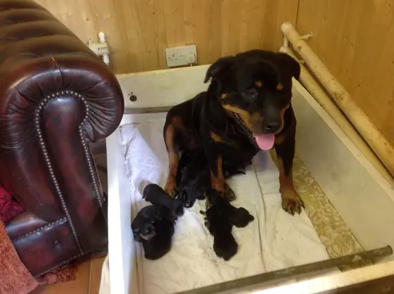A Rottweiler in the whelping box with her puppies