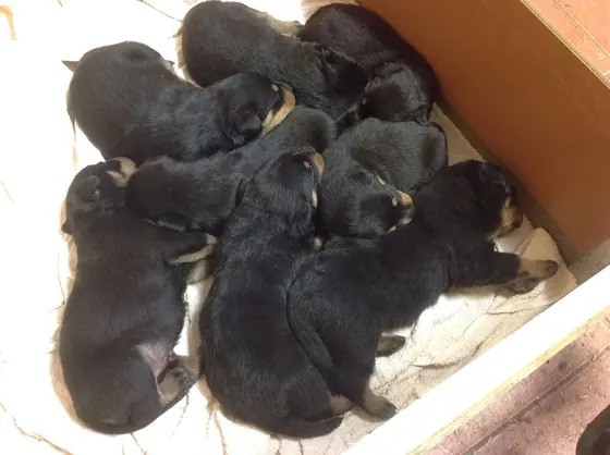 A litter of Rottweiler puppies