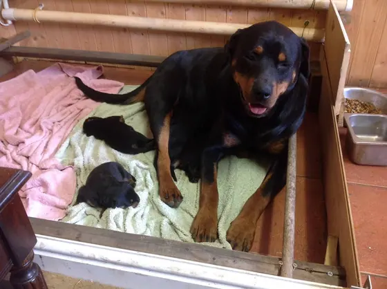 A Rottweiler mother in the whelping box