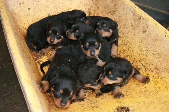 Rottweiler puppies piled in a basket