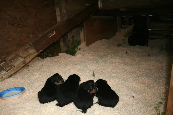 Newborn Rottweiler puppies in the straw