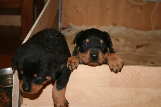 Rottweiler puppies looking over the side of their box